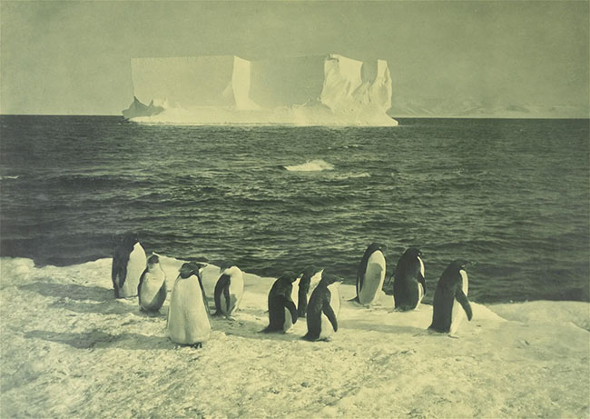 Penguins and iceberg